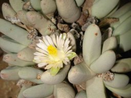 Dracophilus dealbatus flowering white